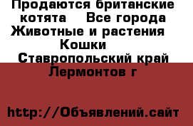 Продаются британские котята  - Все города Животные и растения » Кошки   . Ставропольский край,Лермонтов г.